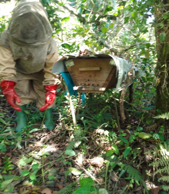 Bee farm